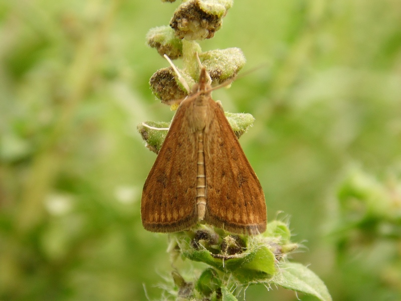 Lepidotteri del Parco del Roccolo da ID